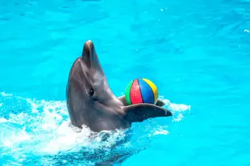 Delfin z kolorową piłką w wodzie. Niezapomniane pływanie z delfinami pełne radości i zabawy.