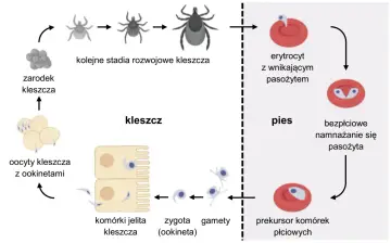 Cykle rozwojowe protistów: kleszcz rozmnaża się, zaraża psa, a następnie pasożyt namnaża się w jego organizmie.