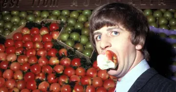 Ringo Starr, perkusista The Beatles, gryzie jabłko na tle stosów czerwonych i zielonych owoców.