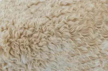 Miękka, falująca wełna merino. Zastanawiasz się, czy warto inwestować w odzież termoaktywną z wełny merino? To naturalne ciepło i komfort.