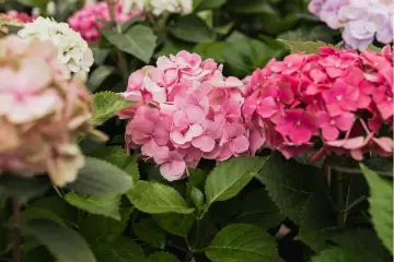 Hortensias rosadas y fucsias, con hojas verdes. Consejos para sus cuidados y floración.