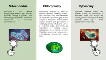 Ilustracja porównuje komórki zwierzęce i roślinne, pokazując mitochondria, chloroplasty i rybosomy.