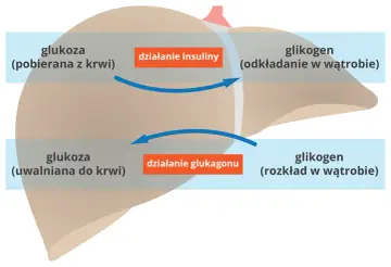 Schemat działania insuliny i glukagonu na wątrobę: pobieranie i odkładanie glukozy, uwalnianie glukozy z glikogenu.