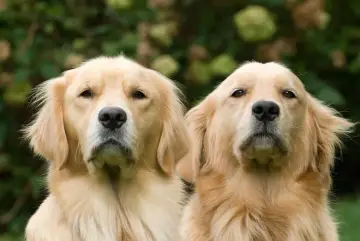 Dwa złote retrievery patrzą w obiektyw. Idealne szelki dla goldena retrievera zapewnią komfort i bezpieczeństwo podczas spacerów.