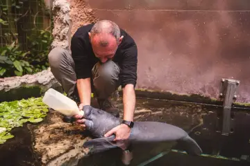 Opiekun karmi manata butelką. Choć nie wiemy, ile zarabia zoolog, jego praca jest pełna takich wzruszających chwil.