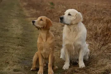 Dwa psy, golden retriever i labrador, siedzą na trawie, patrząc w bok.