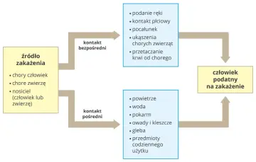 Schemat przedstawia drogi zakażenia: bezpośredni kontakt (np. pocałunek) lub pośredni (np. powietrze, woda) prowadzą do podatności człowieka na zakażenie.