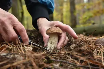 Ręce zbierają grzyba w lesie. Czy grzyby mają chloroplasty? Nie, bo nie fotosyntetyzują.