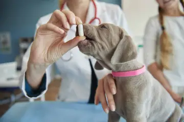 Veterinario administra pastilla a cachorro para desparasitar perro interno y externo.