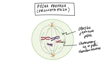 Schemat mitozy i mejozy: późna profaza (prometafaza), gdzie otoczka jądrowa pęka, a skondensowane chromosomy są widoczne.