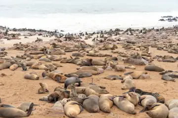 Tysiące fok wylegujących się na plaży w Cape Cross.