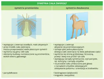 Podział zwierząt na grupy: symetria promienista (ukwiał) i dwuboczna (koza).