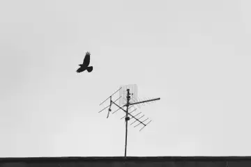 Ptak leci obok anteny pokojowej do telewizji naziemnej.