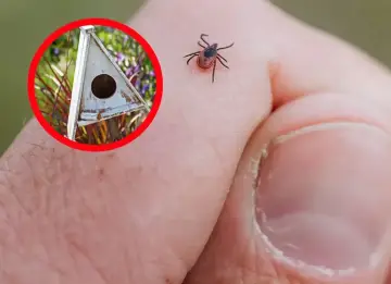 Ptak w budce lęgowej może pomóc w walce z kleszczami. Kleszcz na dłoni.