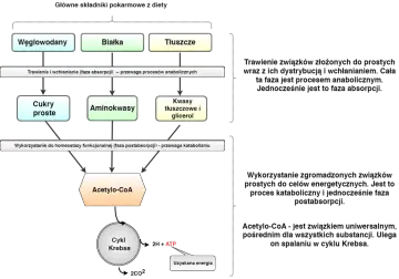 Schemat przedstawia szlaki metabolizmu węglowodanów, białek i tłuszczów, prowadzące do cyklu Krebsa i produkcji ATP, czyli spalania kalorii.