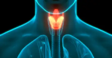 Anatomia krtani: szczegółowa budowa narządu głosu, widoczna w neonowym, niebieskim zarysie ludzkiego ciała.
