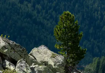 Limba, wysoka i smukła, wyrasta z kamienistego zbocza, otoczona gęstym lasem iglastym.