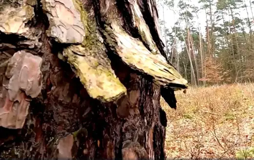 Kora sosny - Jak czytać pień i co oznaczają pęknięcia?