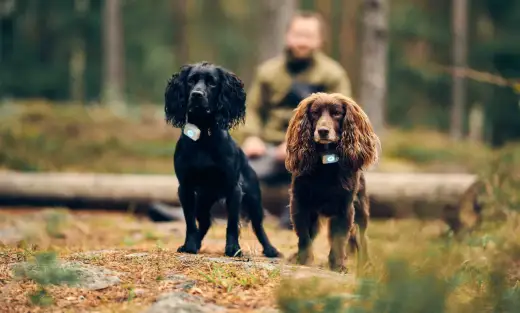 Jakt cocker spaniel - När är den rätta hunden för dig?