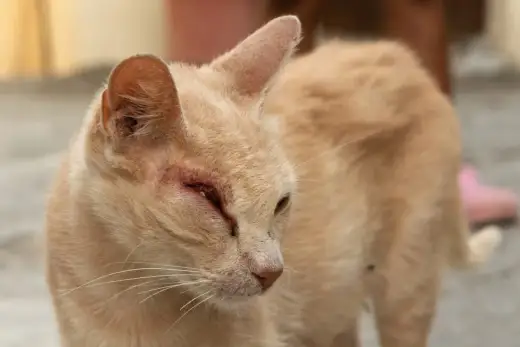 Photos de problèmes oculaires chez le chat - quand consulter ?