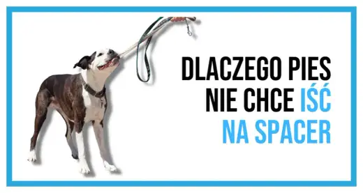 Pies nie chce iść na spacer? Sprawdź 4 powody i rozwiązania!