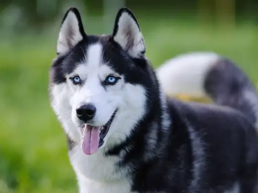 Husky syberyjski - poznaj charakter, cenę i realne potrzeby rasy