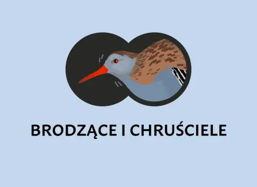 Ornitologia - Jak badać ptaki i chronić przyrodę?