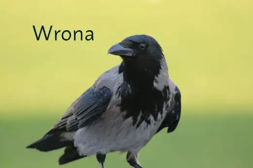 Wrona siwa - jak ją rozpoznać i odróżnić od kruka?