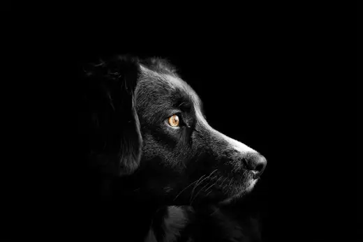 Glaucoma en perros - señales, diagnóstico y tratamiento