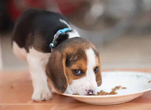 Beagle śmierdzi? Prawda o zapachu i skuteczna pielęgnacja