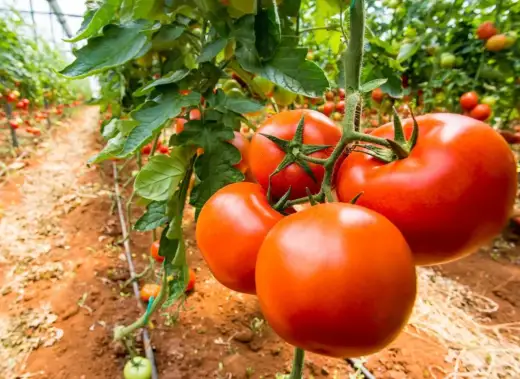 Pomidory giganty - uprawa i pielęgnacja dla dużych plonów