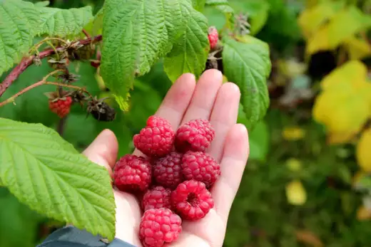 Plantera hallon rätt - så får du en frisk rad och bättre skörd