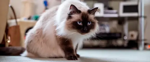 Pers czy himalajczyk? Różnice i wybór idealnego kota
