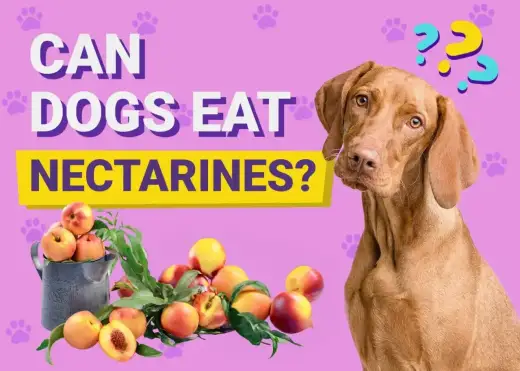 Czy pies może jeść nektarynkę? Tak, ale tylko miąższ