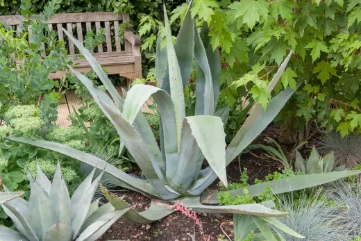 Agave en France - Le guide complet pour le réussir sans faute