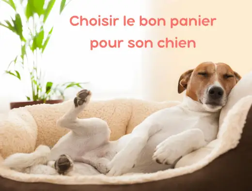 Panier douillet pour chien - Le guide complet pour un choix parfait