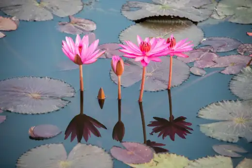 Nénuphar sous l'eau - Causes et solutions pour un bassin équilibré