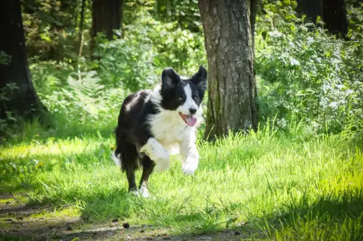 Hund i naturen - När får hunden vara lös och när inte?