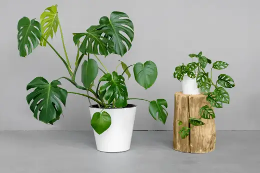 Monstera - Jak podlewać, by rosła bujnie? Poradnik.