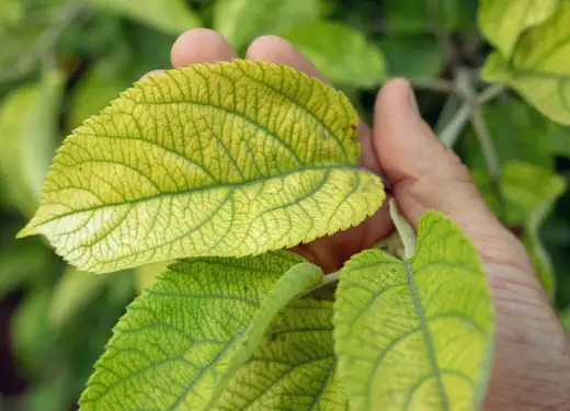 Chloroza hortensji - Żółte liście? Uratuj swoją roślinę!