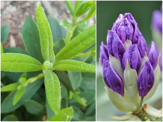 Rododendron nie kwitnie? Sprawdź 6 przyczyn i znajdź rozwiązanie!