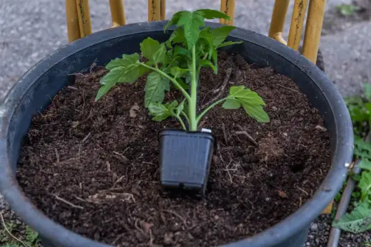 När ska tomater planteras ut? Så får de bästa starten ute