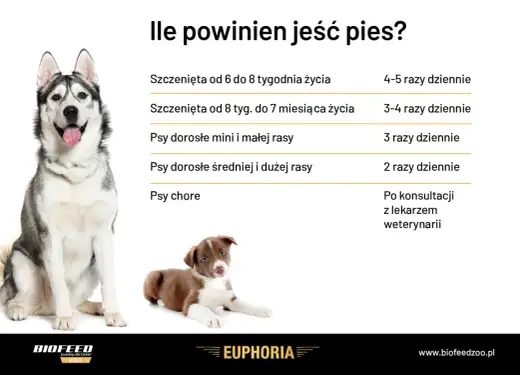Ile razy dziennie karmić psa - Poznaj optymalny rytm posiłków