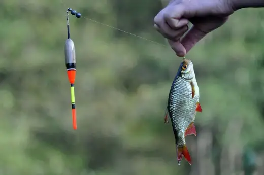 Ryby w Wiśle - Jak łowić skuteczniej? Poradnik wędkarza