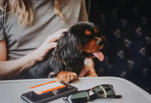 Cavalier King Charles en avion - cabine, soute et papiers