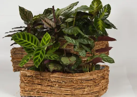 Calathea - Jak dbać? Proste kroki do pięknych liści!