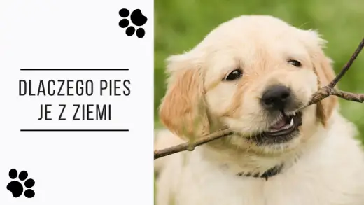 Dlaczego pies je ziemię - Poznaj przyczyny i dowiedz się, jak pomóc