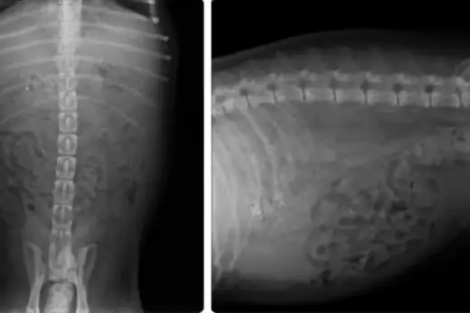 Peritonitis en perros - señales y tratamiento urgente