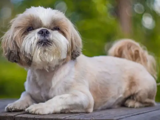 Shih tzu - największe minusy, zanim kupisz psa tej rasy