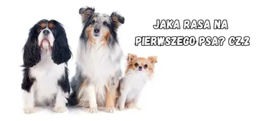 Fajne rasy psów - Jak wybrać psa dopasowanego do Twojego życia?